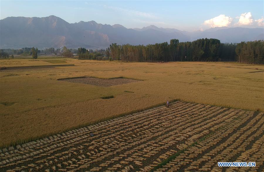 KASHMIR-SRINAGAR-PADDY HARVEST