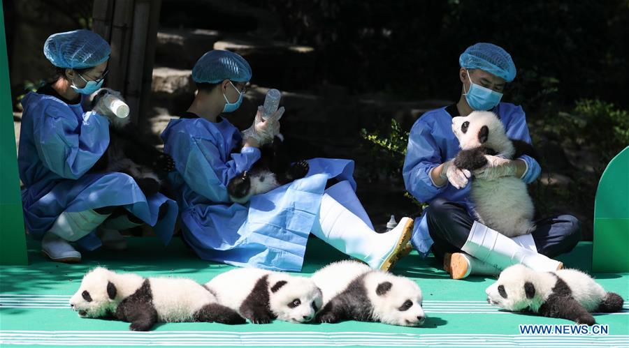 CHINA-CHENGDU-GIANT PANDA-CUBS (CN)