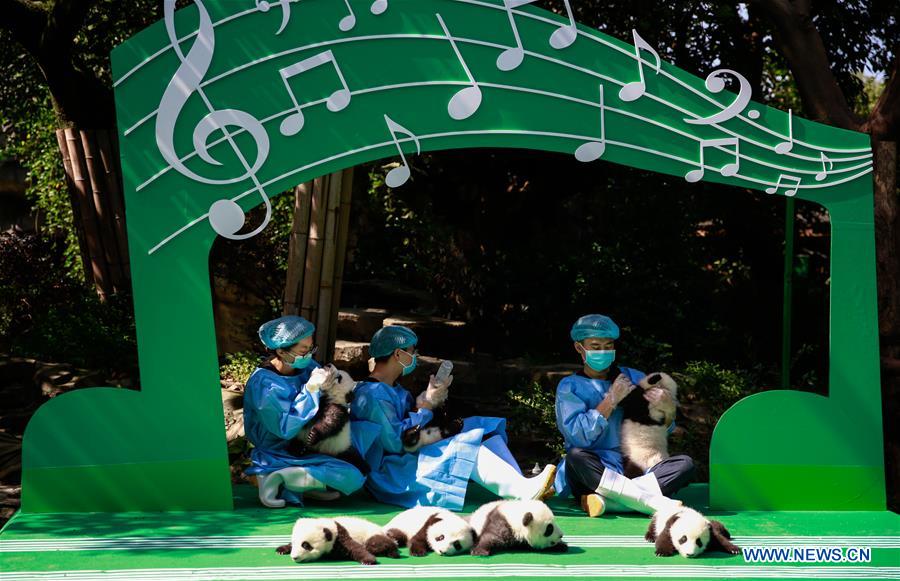 CHINA-CHENGDU-GIANT PANDA-CUBS (CN)