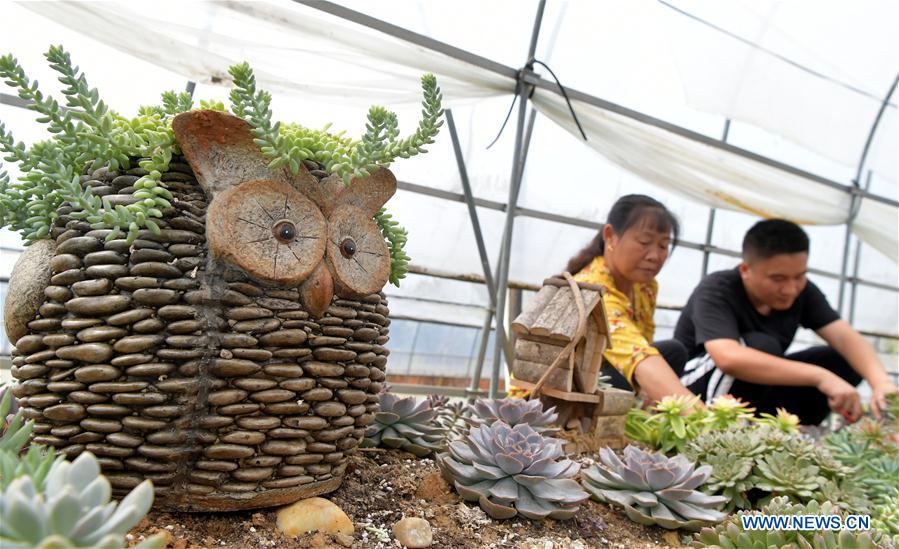 CHINA-JIANGXI-SUCCULENT PLANTS (CN)