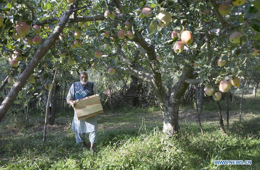 INDIAN-CONTROLLED KASHMIR-SRINAGAR-APPLE HARVEST