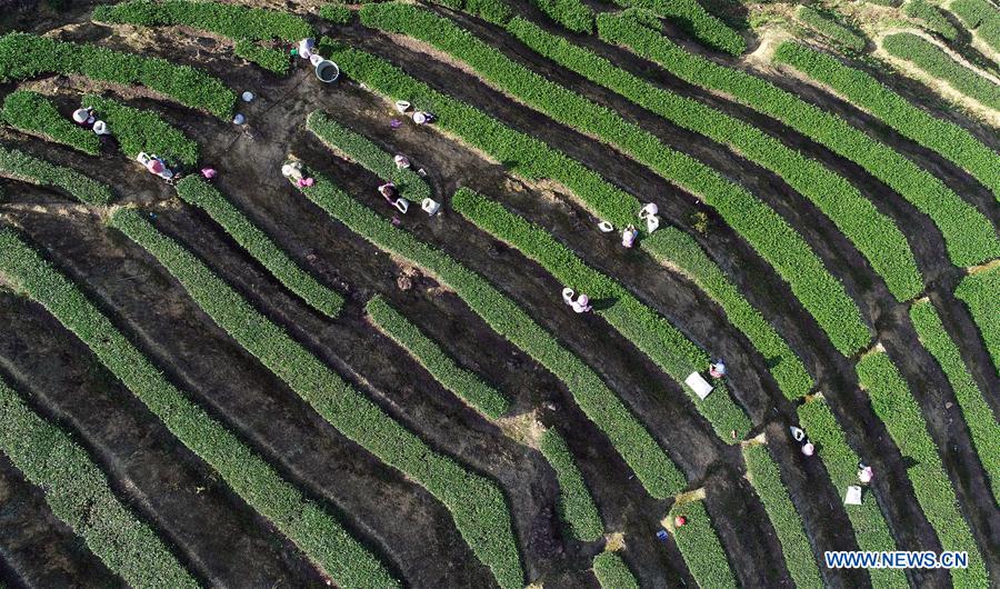 #CHINA-FUJIAN-AUTUMN TEA-HARVEST (CN) 