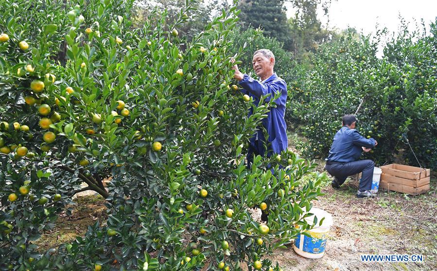 CHINA-JIANGXI-NANFENG-ORANGE-HARVEST (CN)