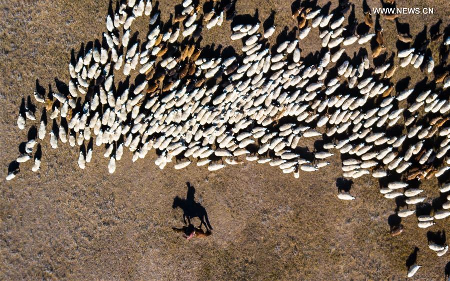 MONGOLIA-BAYANKHANGAI-SHEPHERD