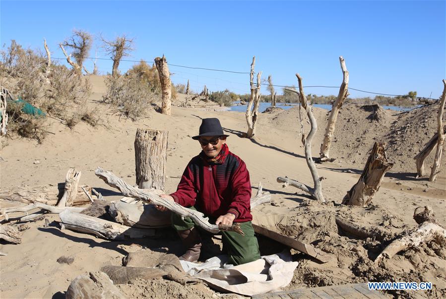 CHINA-INNER MONGOLIA-DESERT POPLAR (CN)