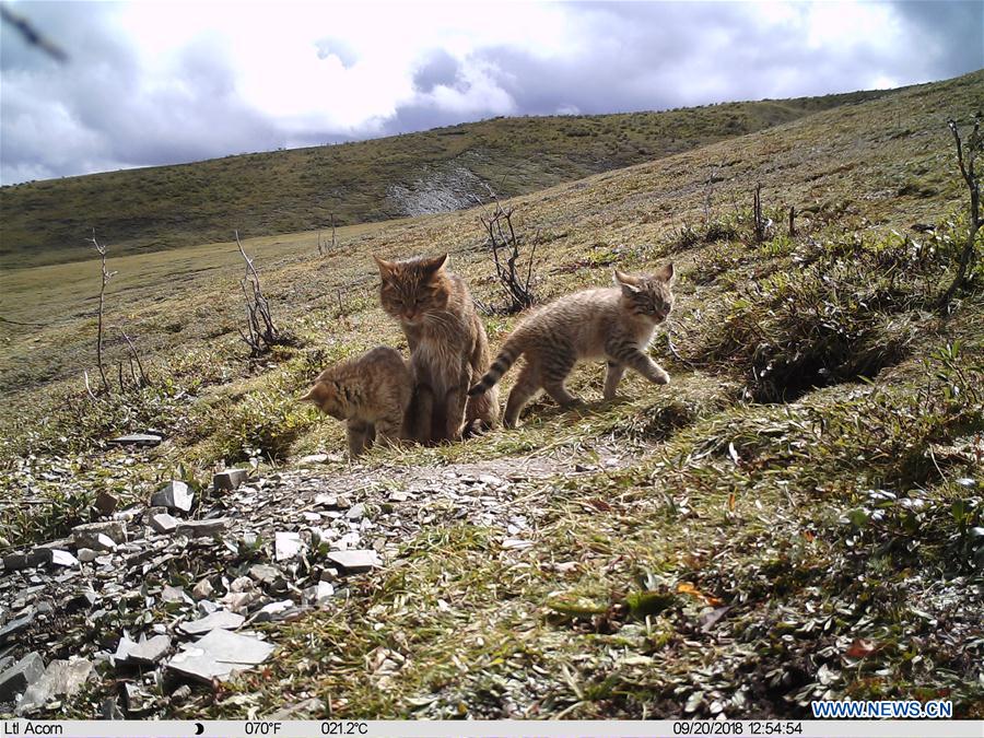 CHINA-QINGHAI-CHINESE MOUNTAIN CAT (CN)