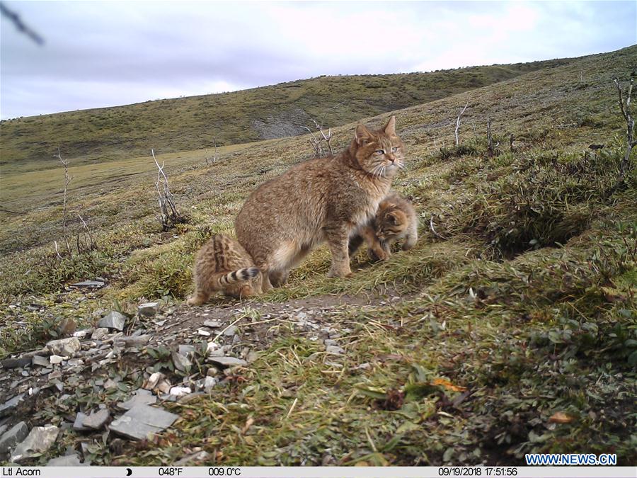 CHINA-QINGHAI-CHINESE MOUNTAIN CAT (CN)