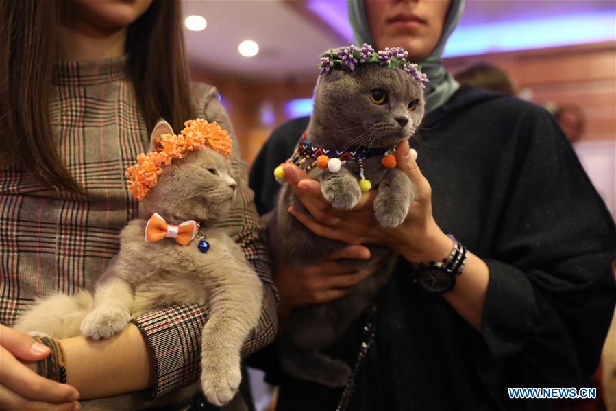 TURKEY-ANKARA-CATS-FESTIVAL