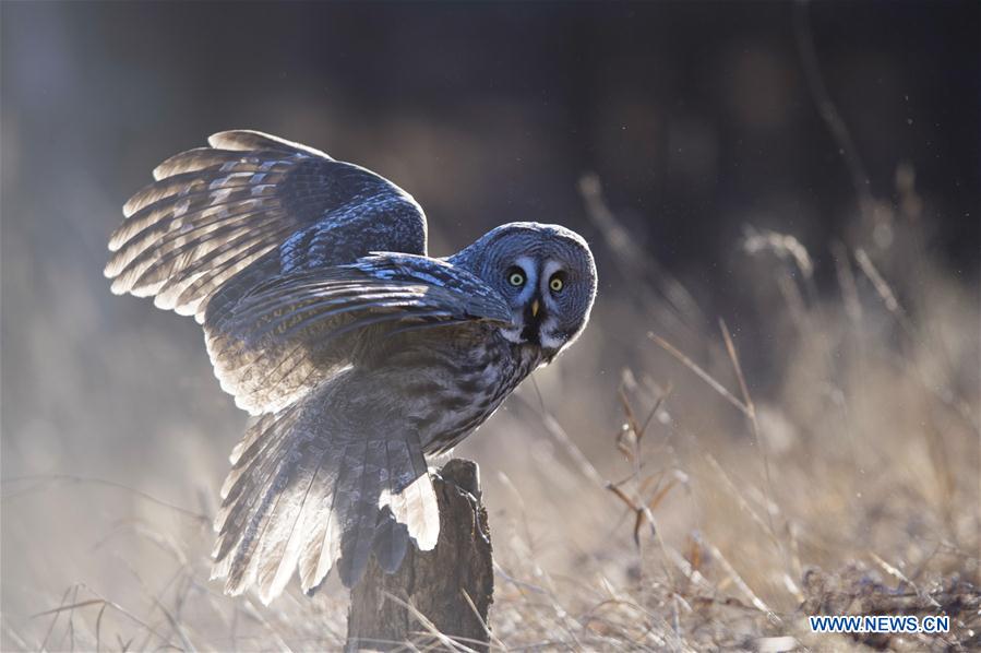 CHINA-INNER MONGOLIA-YAKESHI-WILD BIRD (CN)