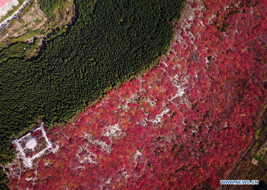 #CHINA-JINAN-AUTUMN-SCENERY (CN)