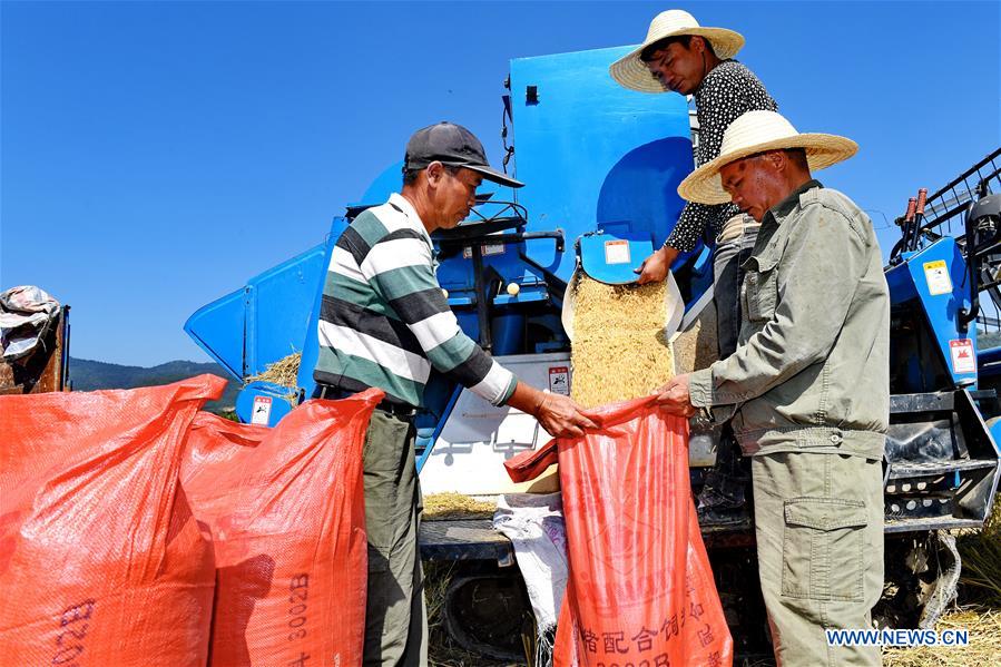 CHINA-FUJIAN-WUYISHAN-RICE-HARVEST (CN)