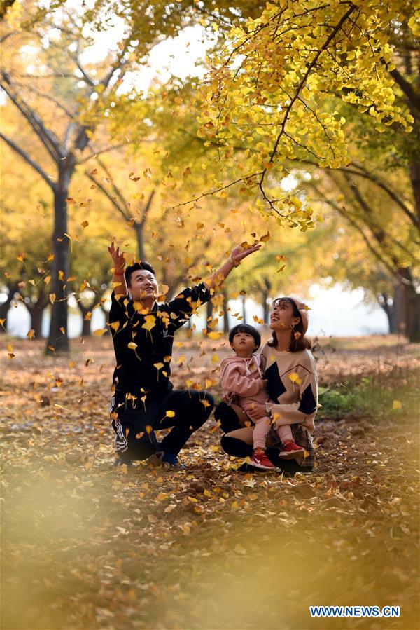 #CHINA-AUTUMN-GINGKO TREES (CN)