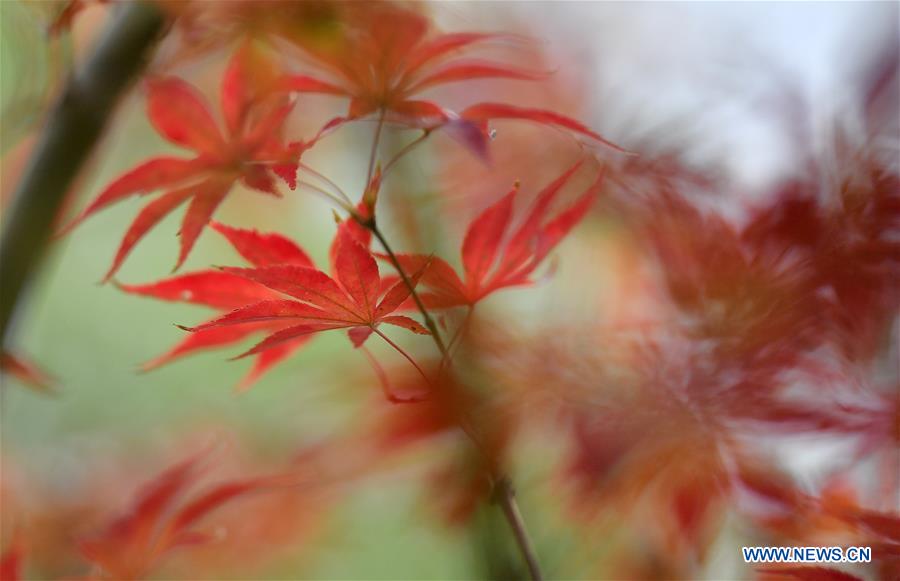 #CHINA-HUBEI-AUTUMN SCENERY (CN)