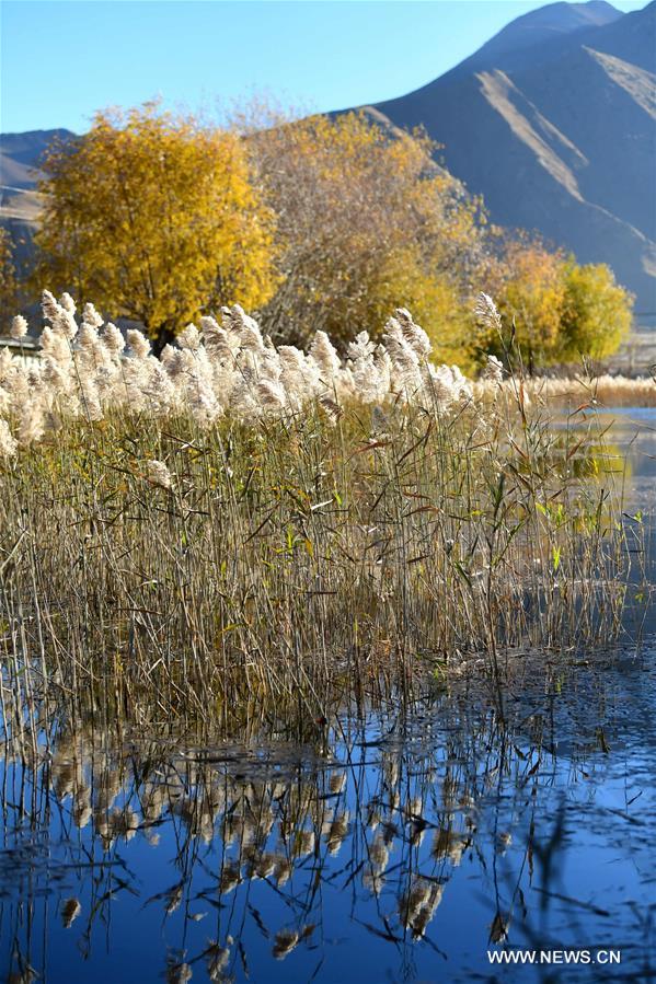 #CHINA-TIBET-LHASA-NATURE-REED (CN)