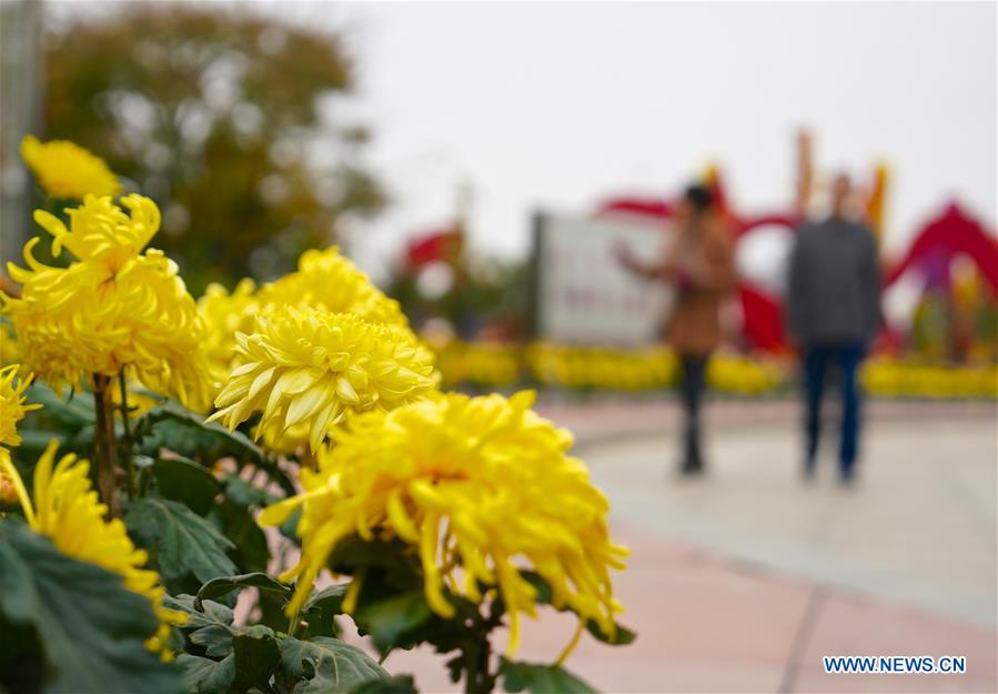 CHINA-JIANGXI-NANCHANG-CHRYSANTHEMUM SHOW (CN)