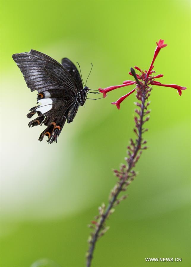 CHINA-FUZHOU-FLOWERS-BUTTERFLY (CN) 