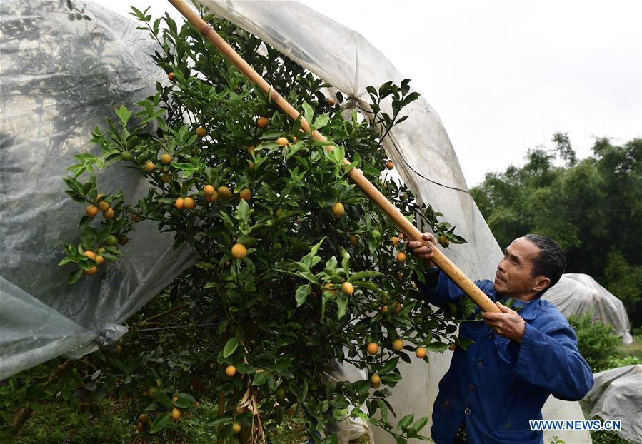 CHINA-GUANGXI-KUMQUAT (CN)