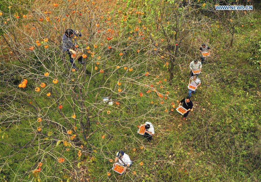 #CHINA-GUIZHOU-PERSIMMON-HARVEST (CN)