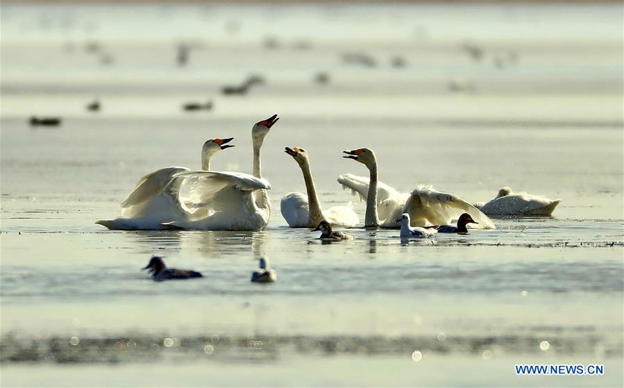 CHINA-HEBEI-WINTER-SWAN (CN)