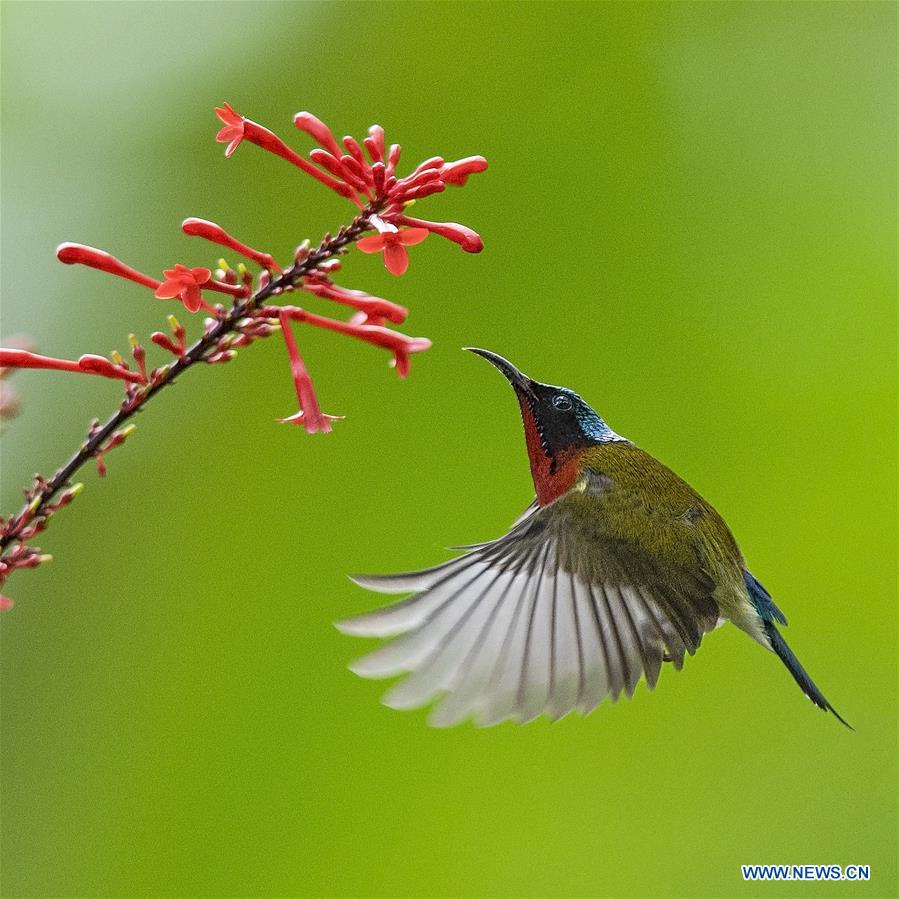 CHINA-FUZHOU-FLOWERS-BIRD (CN)