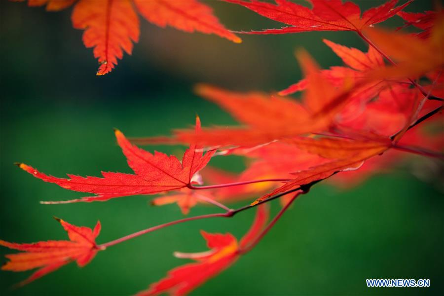 #CHINA-NANJING-MAPLE LEAVES (CN)