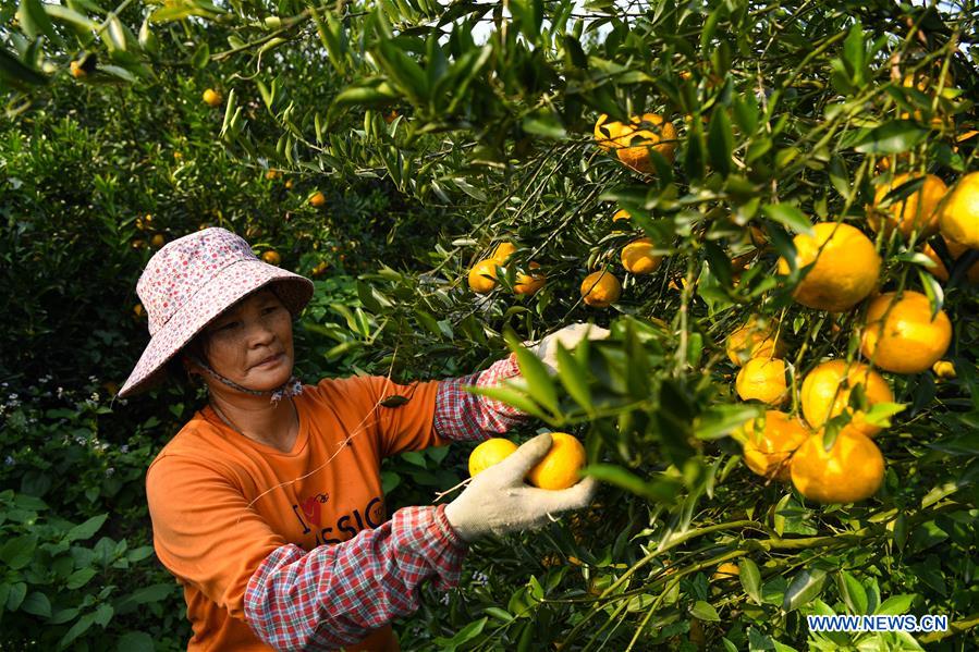 CHINA-GUANGDONG-JIANGMEN-TANGERINE-HARVEST(CN)