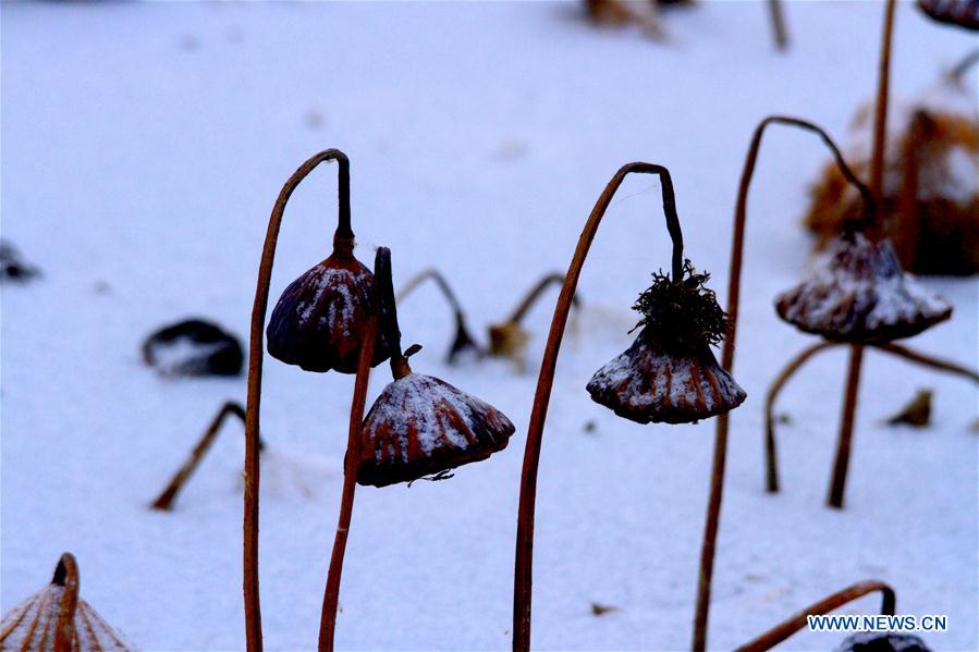 #CHINA-GANSU-ZHANGYE-WITHERED LOTUS-SNOW (CN)