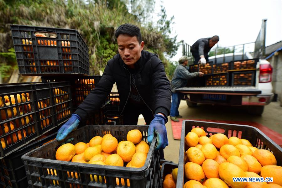 #CHINA-GUIZHOU-PONKAN PLANTING (CN)