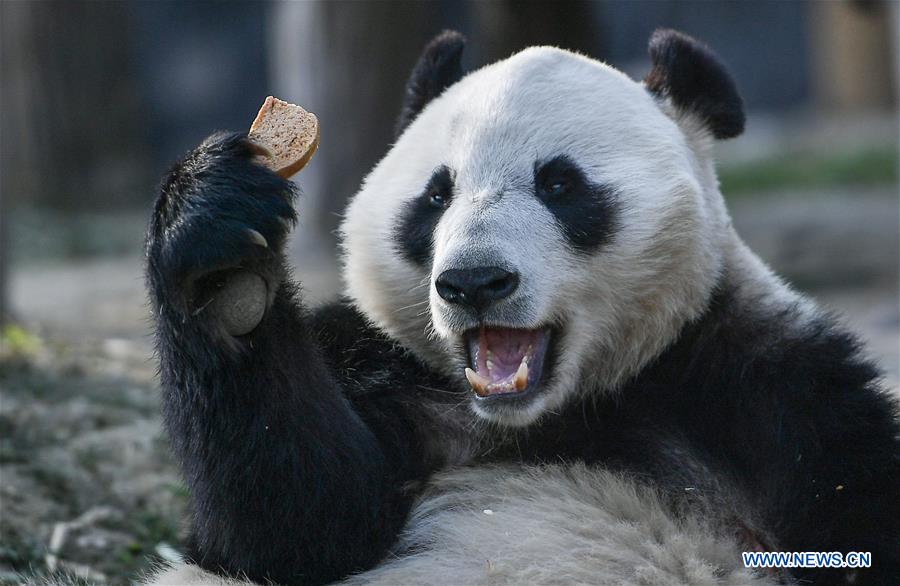 XINHUA-PICTURES OF THE YEAR 2018