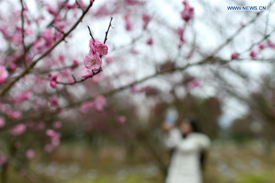 # CHINA-DAHAN-SOLAR TERM-WINTER BLOSSOMS (CN)