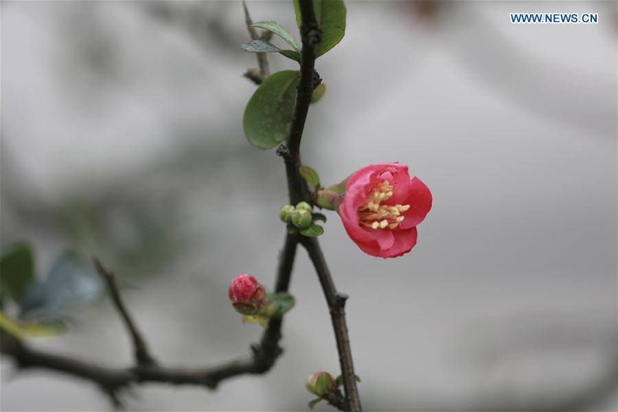 # CHINA-DAHAN-SOLAR TERM-WINTER BLOSSOMS (CN)