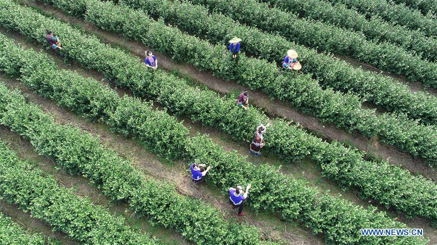 #CHINA-GUANGXI-SANJIANG-SPRING TEA (CN)