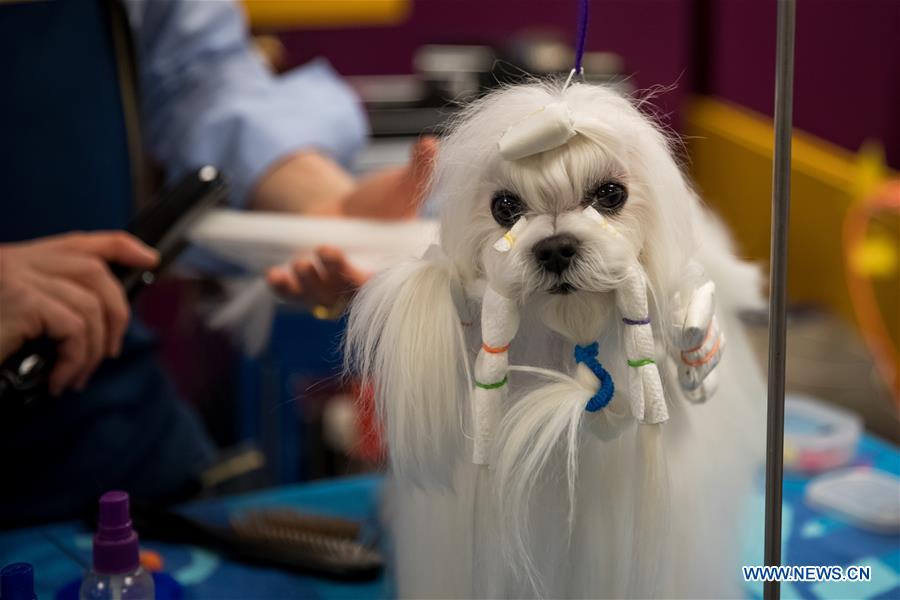 U.S-NEW YORK-DOG SHOW