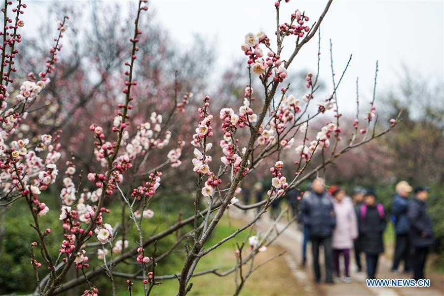 CHINA-JIANGSU-NANJING-PLUM BLOSSOM(CN)