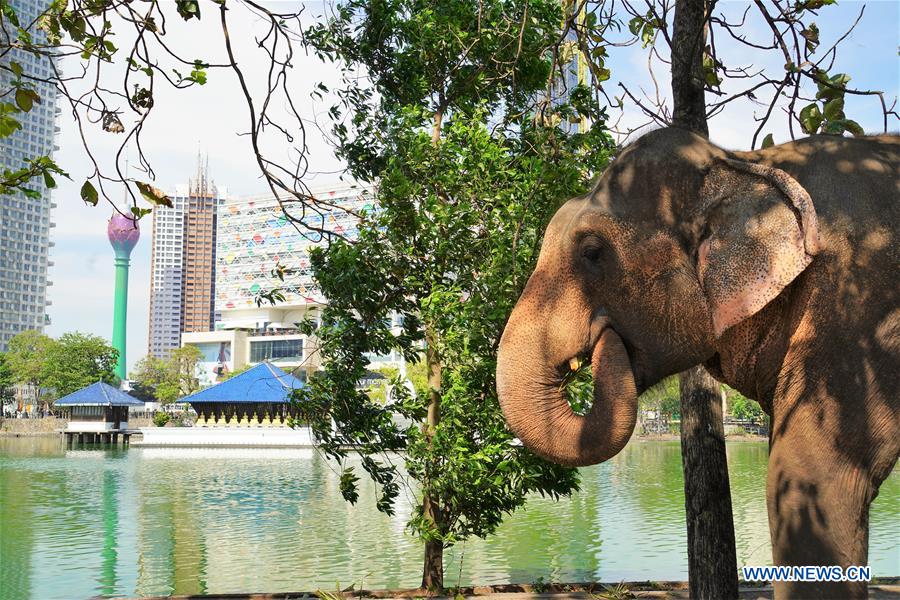 SRI LANKA-COLOMBO-NAVAM-ELEPHANTS