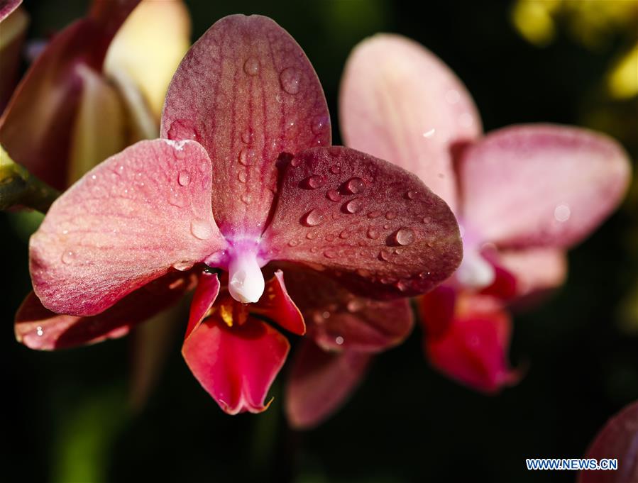 U.S.-GLENCOE-CHICAGO BOTANIC GARDEN-ORCHID SHOW