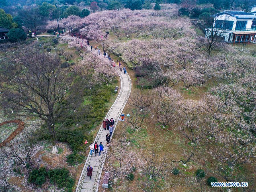 CHINA-ZHEJIANG-SPRING-PLUM BLOSSOM(CN)