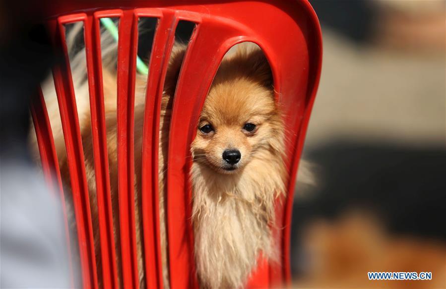 NEPAL-KATHMANDU-DOG SHOW