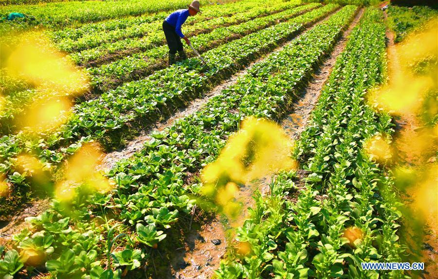 #CHINA-SPRING-FARM WORK (CN)