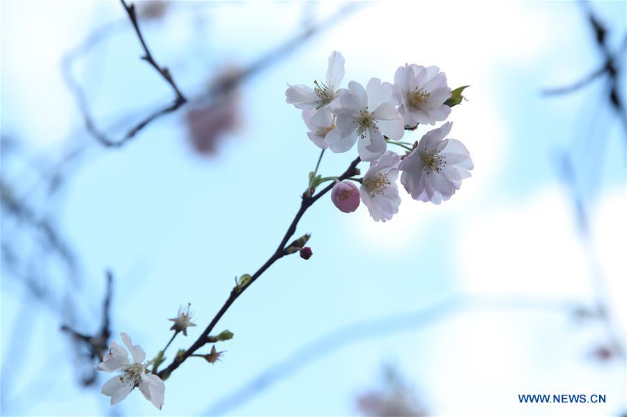 BELGIUM-BRUSSELS-SPRING