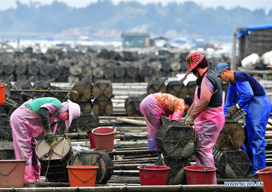 CHINA-FUJIAN-XIAPU-SEA CUCUMBER-HARVEST (CN)