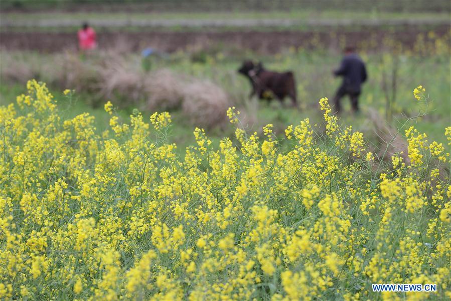 #CHINA-HUNAN-SPRING-FARMING (CN)