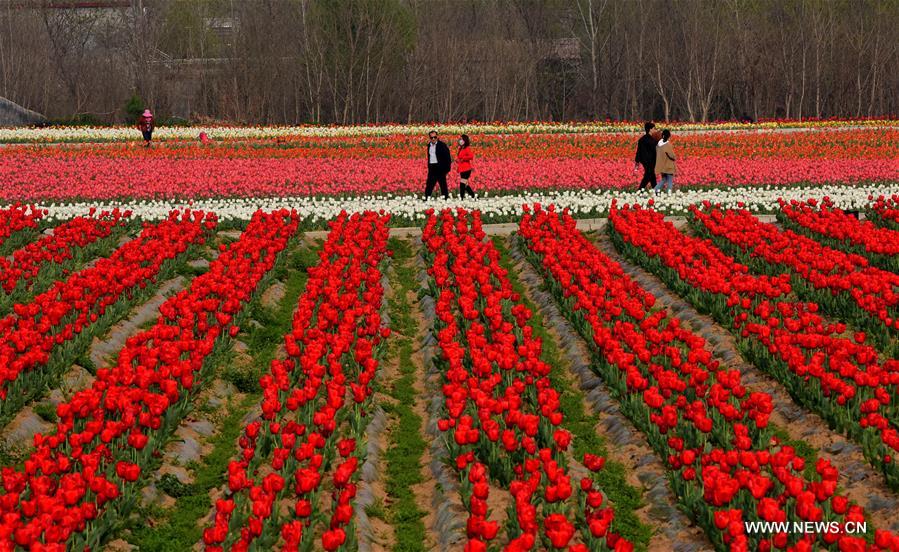 CHINA-HENAN-HOT SPRING TOWN-TULIPS (CN)