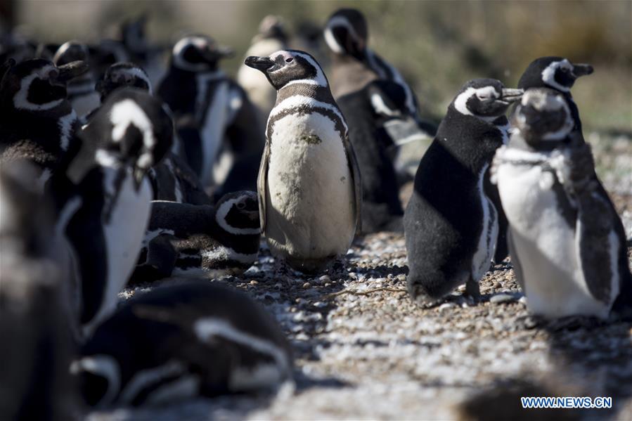 ARGENTINA-CHUBUT-PUNTA TOMBO RESERVE-PENGUINS