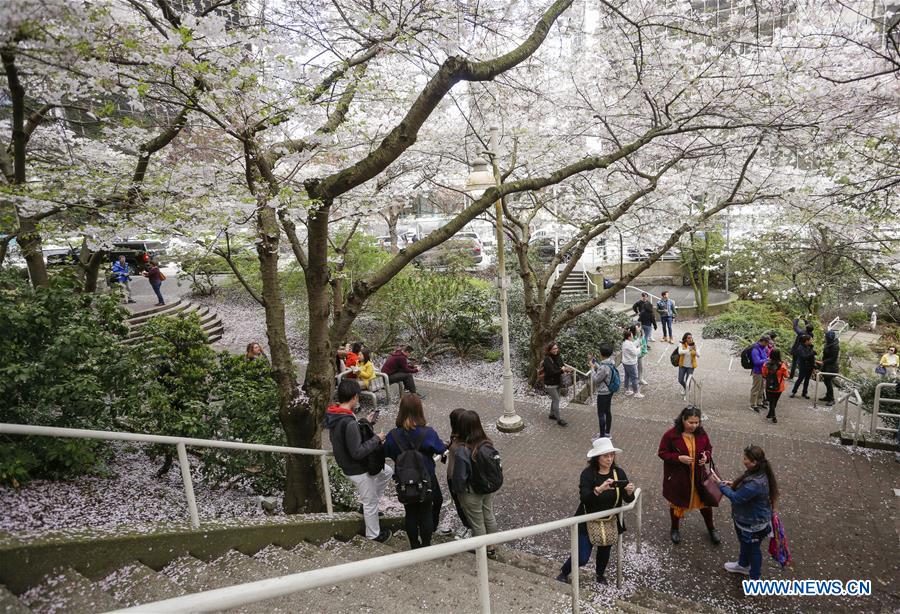 CANADA-VANCOUVER-CHERRY BLOSSOM FESTIVAL