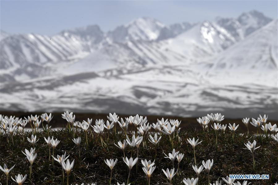 CHINA-XINJIANG-XINYUAN-LILY FLOWERS (CN)