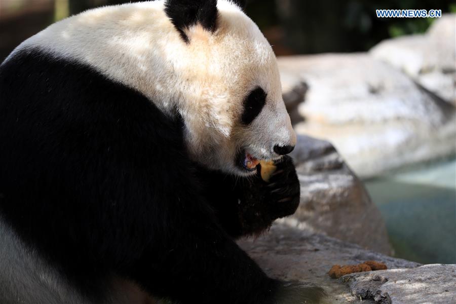 U.S.-CALIFORNIA-SAN DIEGO ZOO-PANDA-FAREWELL