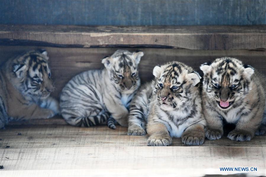 CHINA-HEILONGJIANG-HAILIN-TIGER CUBS (CN)