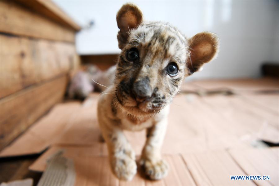 CHINA-HEILONGJIANG-HAILIN-TIGER CUBS (CN)