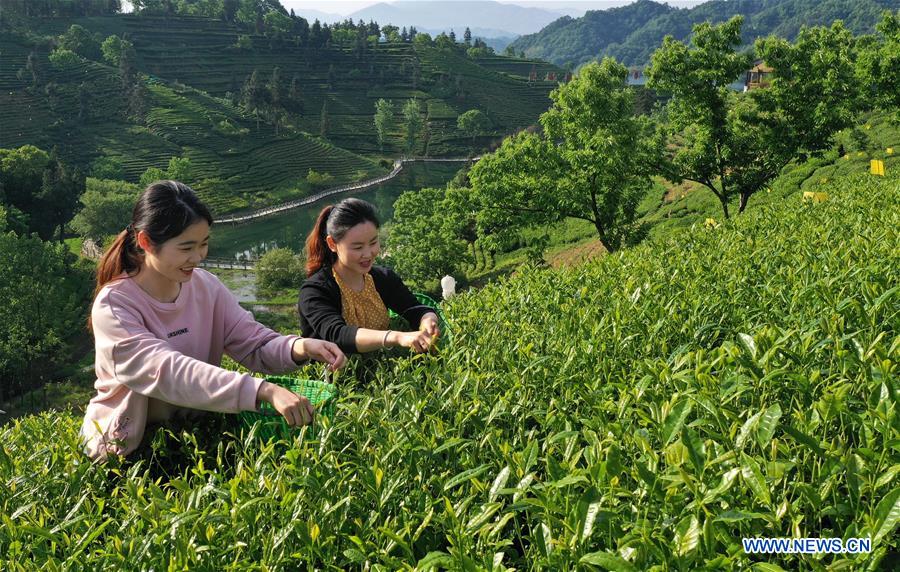 CHINA-ANHUI-LU'AN-TEA GARDEN-SCENERY (CN)